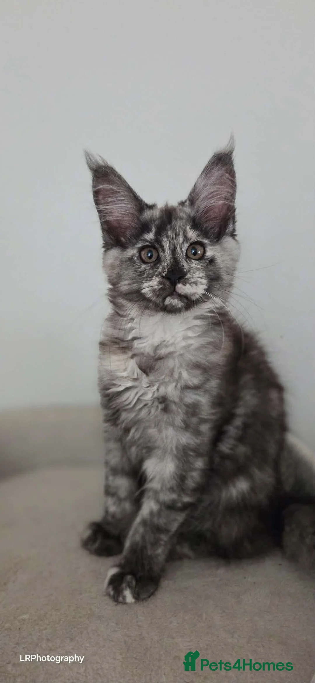 Maine Coon cats for sale: TICA Registered Maine Coon !! Last kitten!! - Advert 1