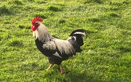 Chickens poultry for sale: Pure bred silver duck wing wellsummer - Image 2