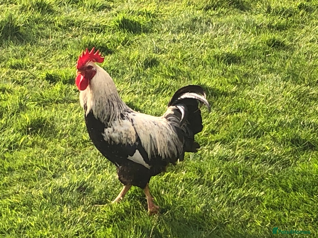 Chickens poultry for sale: Pure bred silver duck wing wellsummer - Image 2