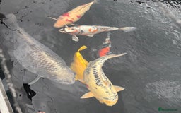 Pond Fish fish for sale: Koi Carp - Image 2