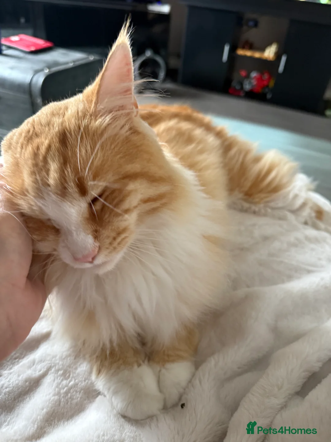 Maine Coon cats for sale: Teddy - Advert 6