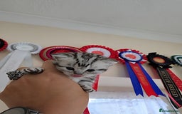 British Shorthair cats for sale: Silver Tabby kitten with his mother  - Image 23