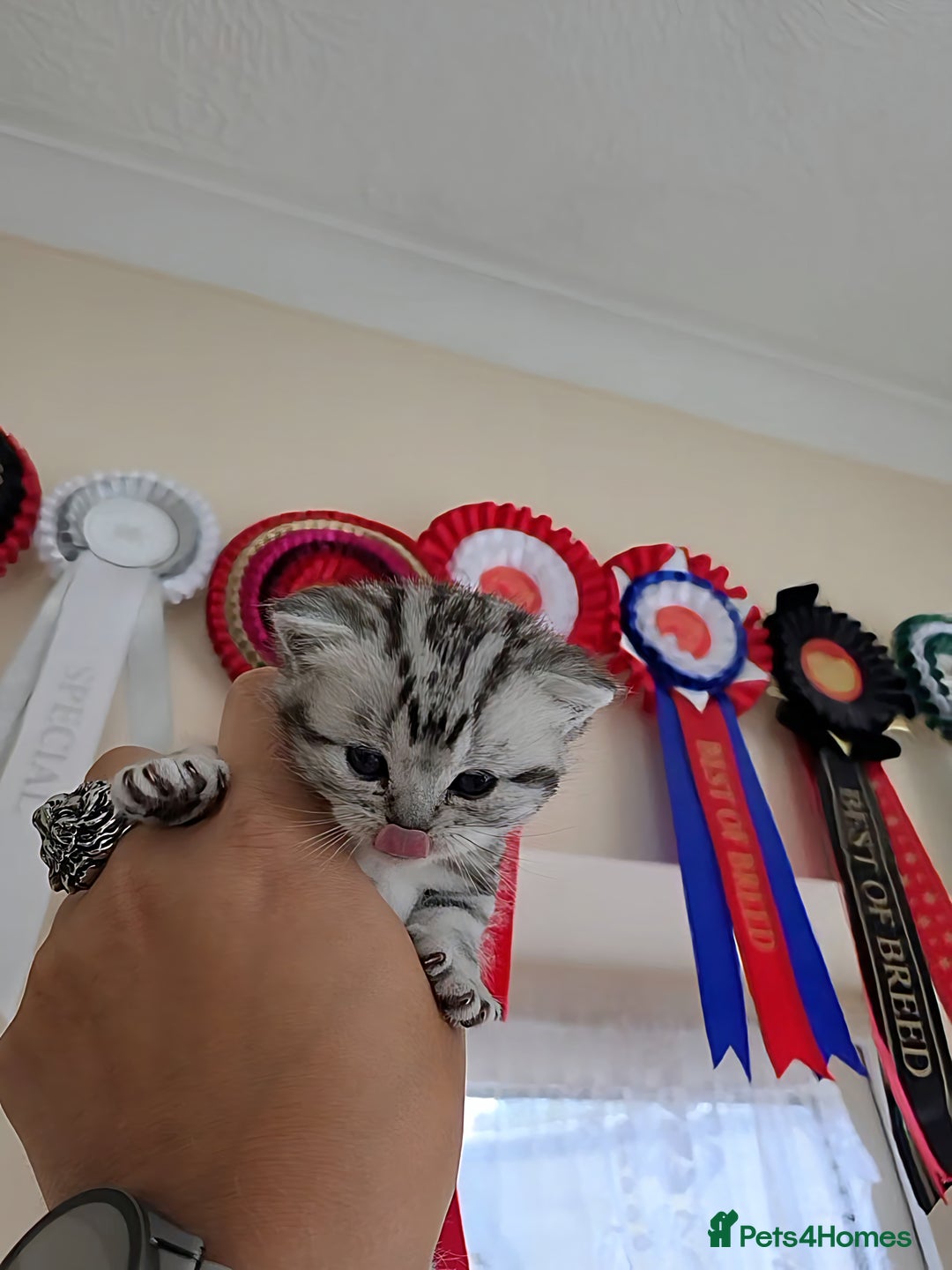 British Shorthair cats for sale: Silver Tabby kitten with his mother  - Image 23