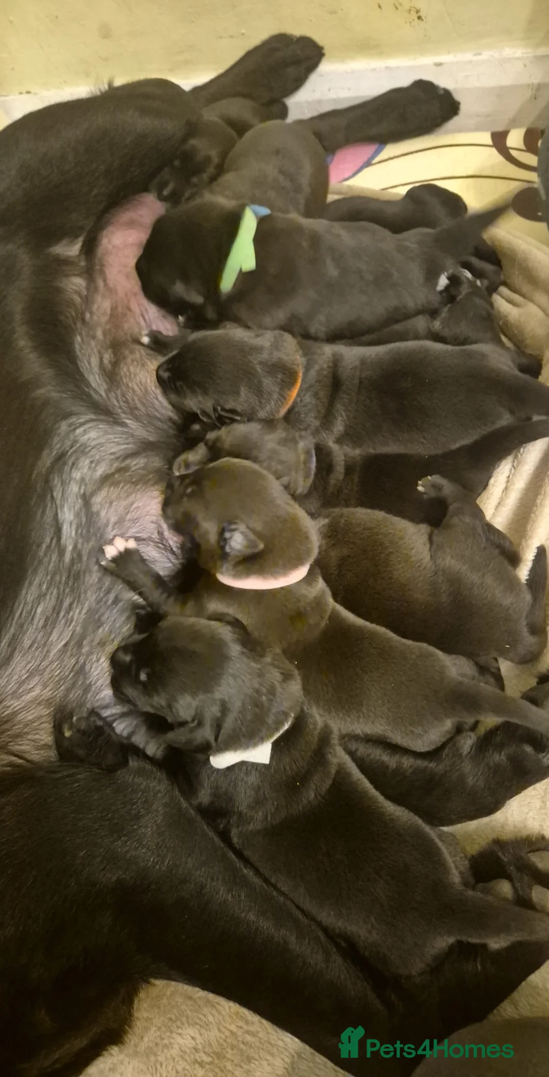 Gallery Image {{count}}