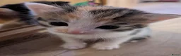 Mixed Breed cats for sale: Three beautiful kittens ready for their new homes - Advert 15