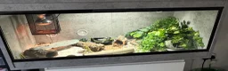 Gecko reptiles for sale: Leopard gecko and full set up  - Advert 3