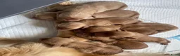Goldador dogs for sale: Goldador puppies have arrived!  - Advert 4