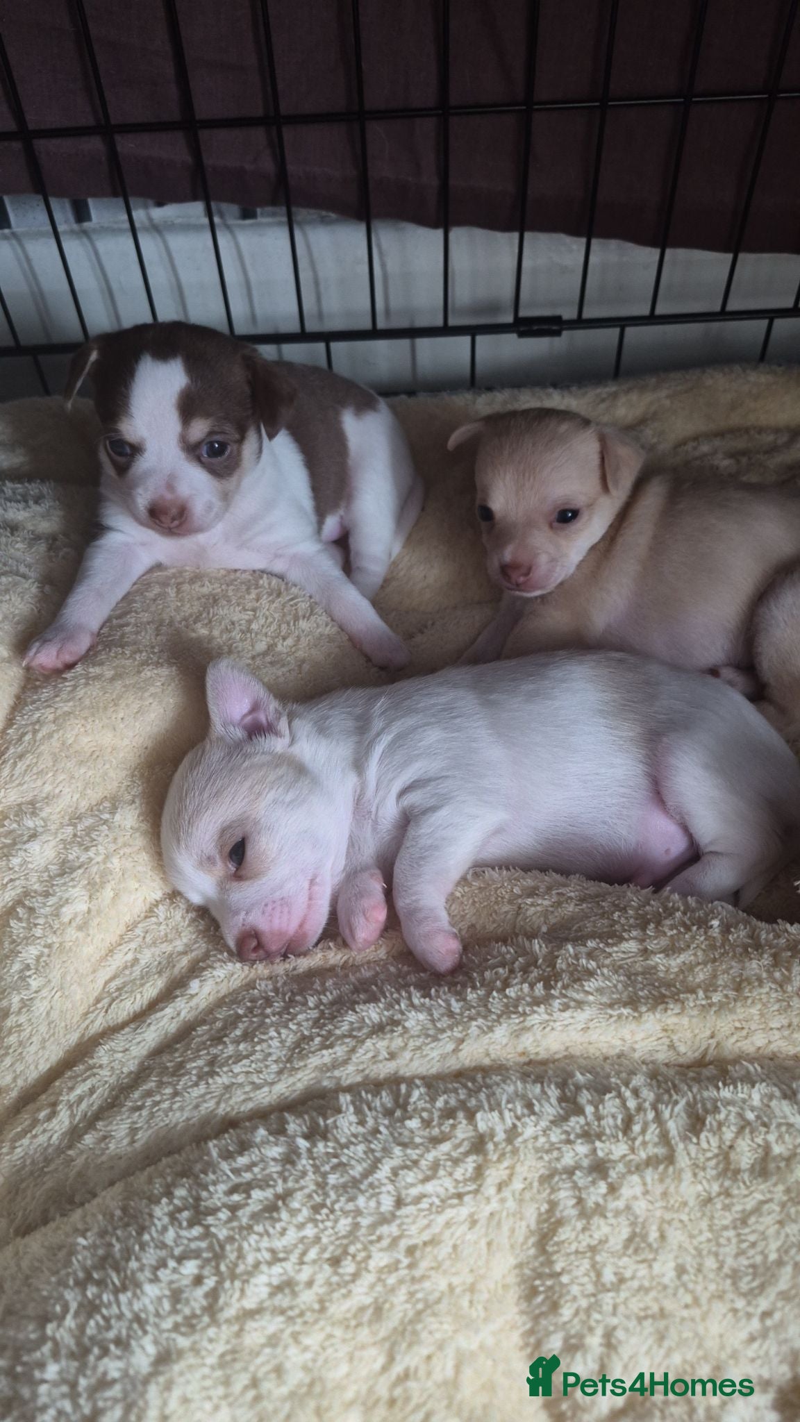 Chihuahua dogs 3 beautiful chihuahua puppy's  - Advert 18