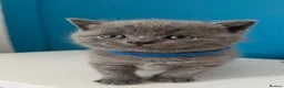 British Shorthair cats for sale: **LAST GIRL** British shorthair kitten - Advert 26