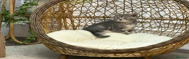 British Shorthair 1