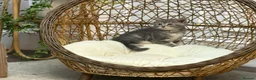 British Shorthair cats for sale: Beautiful British Shorthair Kittens  - Advert 6