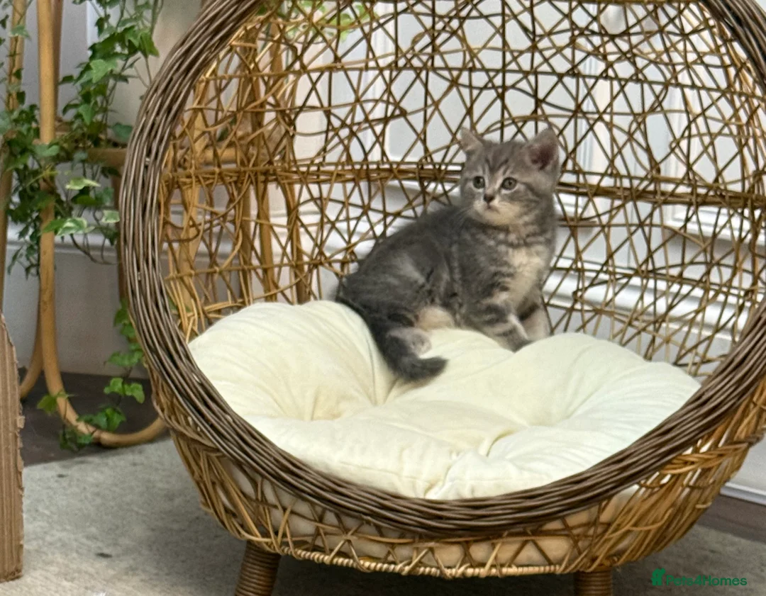 British Shorthair cats for sale: Beautiful British Shorthair Kittens  - Advert 18