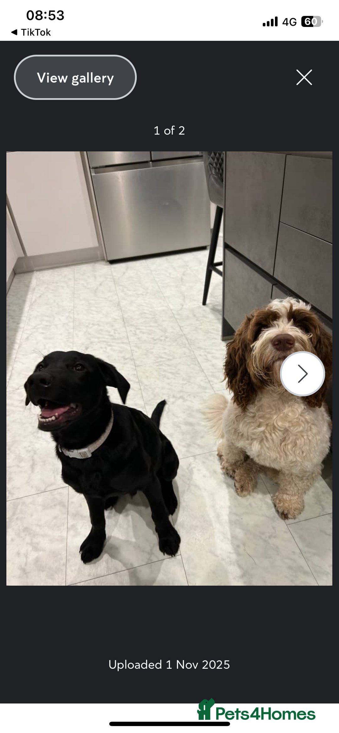 Labrador Retriever dogs for sale: Joey  - Advert 7