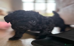 Maltipoo dogs for sale: Gorgeous 4-week-old Maltipoo puppies  - Image 12