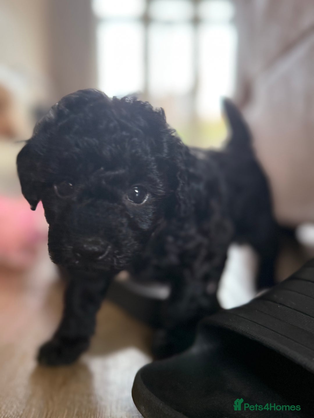 Maltipoo dogs for sale: Gorgeous 4-week-old Maltipoo puppies  - Image 12