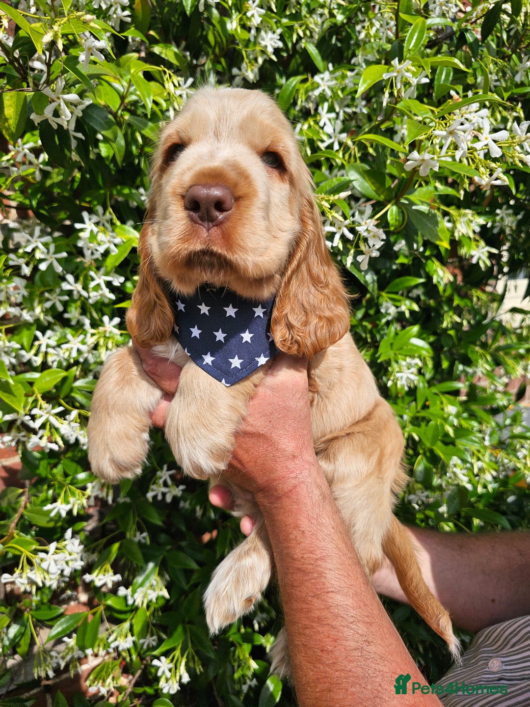 Golden Cocker Kc Registered Show Cocker Spaniel Puppies For Sale - Main Image