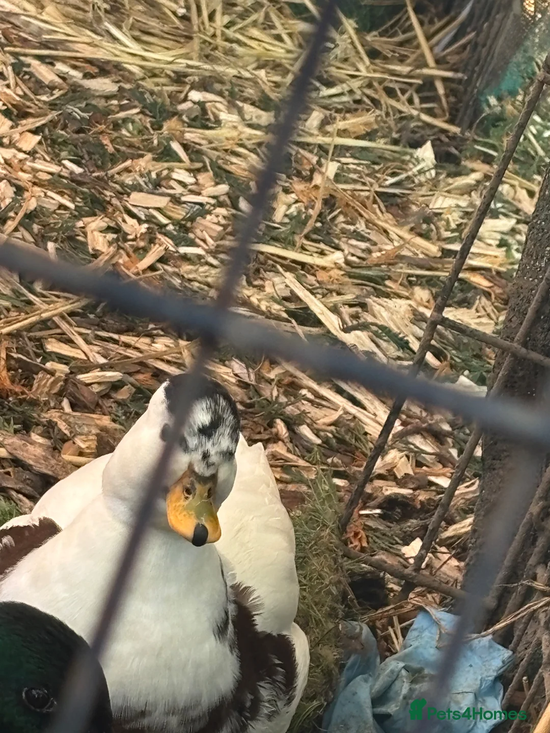 Ducks poultry for sale: Call ducks  in Rotherham - Advert 4