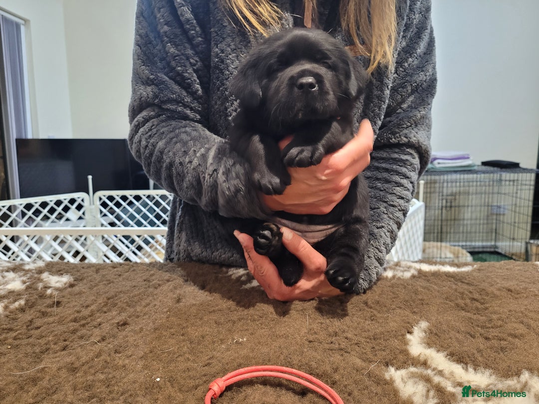 Labrador Retriever dogs for sale: 🐾Exceptional Black Labrador Retriever Puppies🐾 - Advert 7