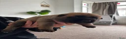 Mixed Breed dogs for sale: Malinois x GSD Puppies | Health Checked in Fleetwood - Advert 9