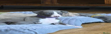 Purple collar 