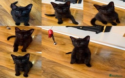 Mixed Breed cats for sale: 2 Tabby boy  - Image 3