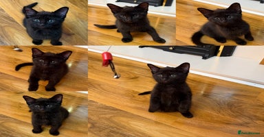 Mixed Breed cats 2 Tabby boy  - Advert 10