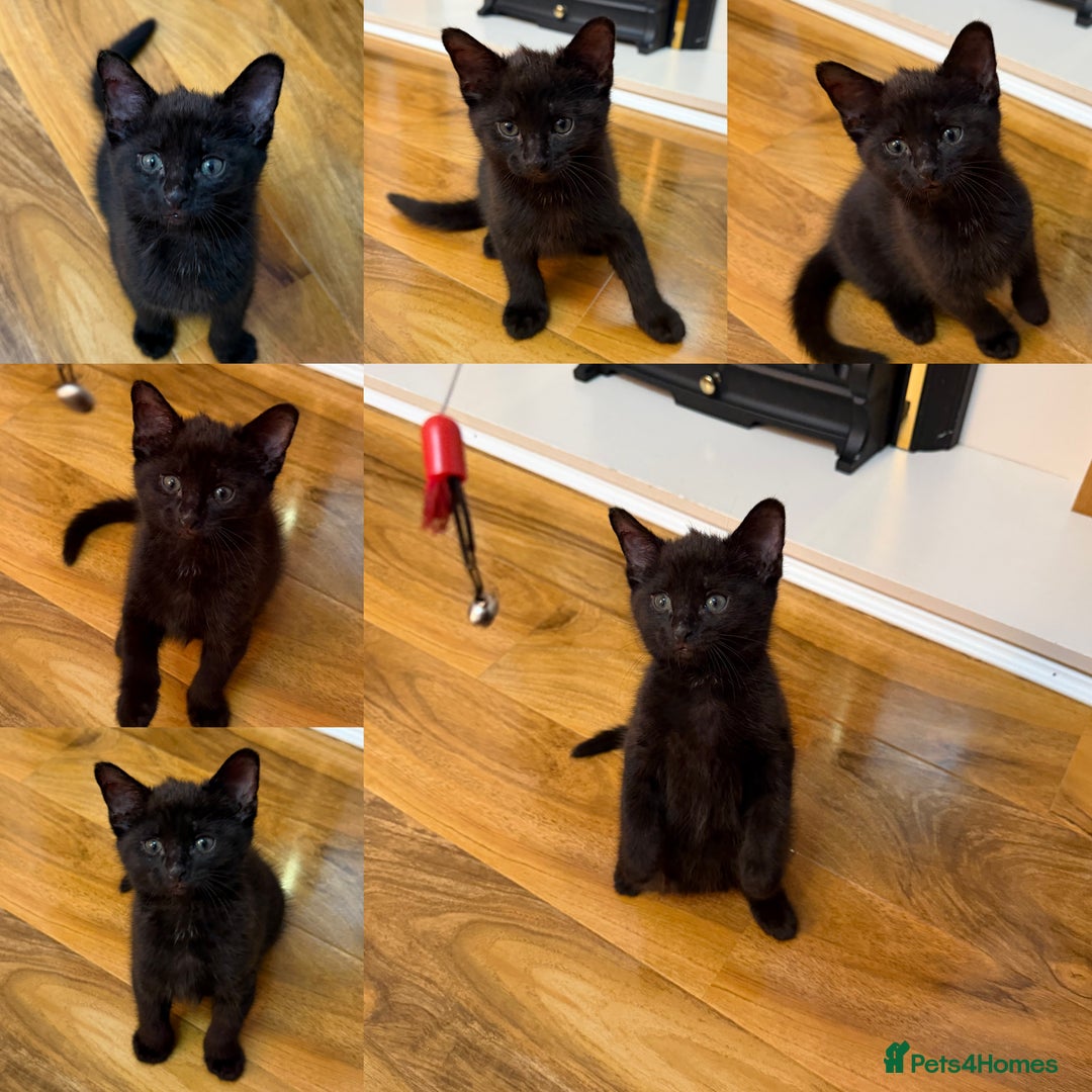 Mixed Breed cats for sale: 2 Tabby boy  - Image 3