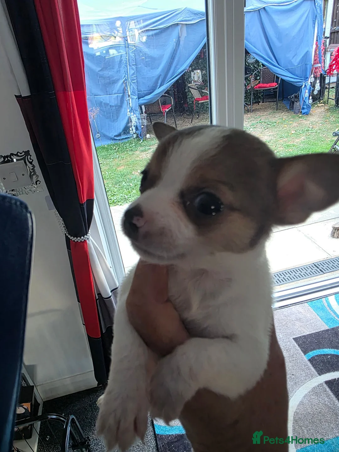 Chihuahua dogs for sale: Puppys in Wigan - Advert 2