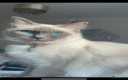 Ragdoll cats for sale: Half Ragdoll / maincoon kittens for sale  - Image 7