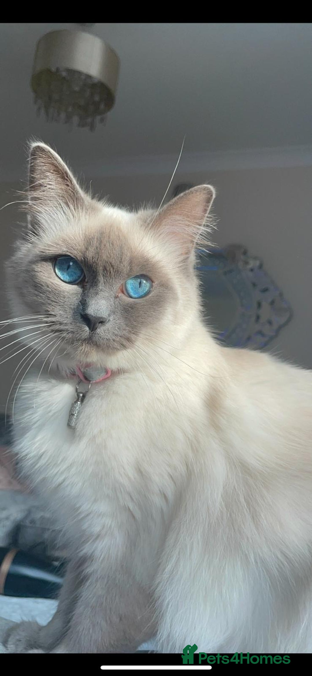 Ragdoll cats for sale: Half Ragdoll / maincoon kittens for sale  - Image 7
