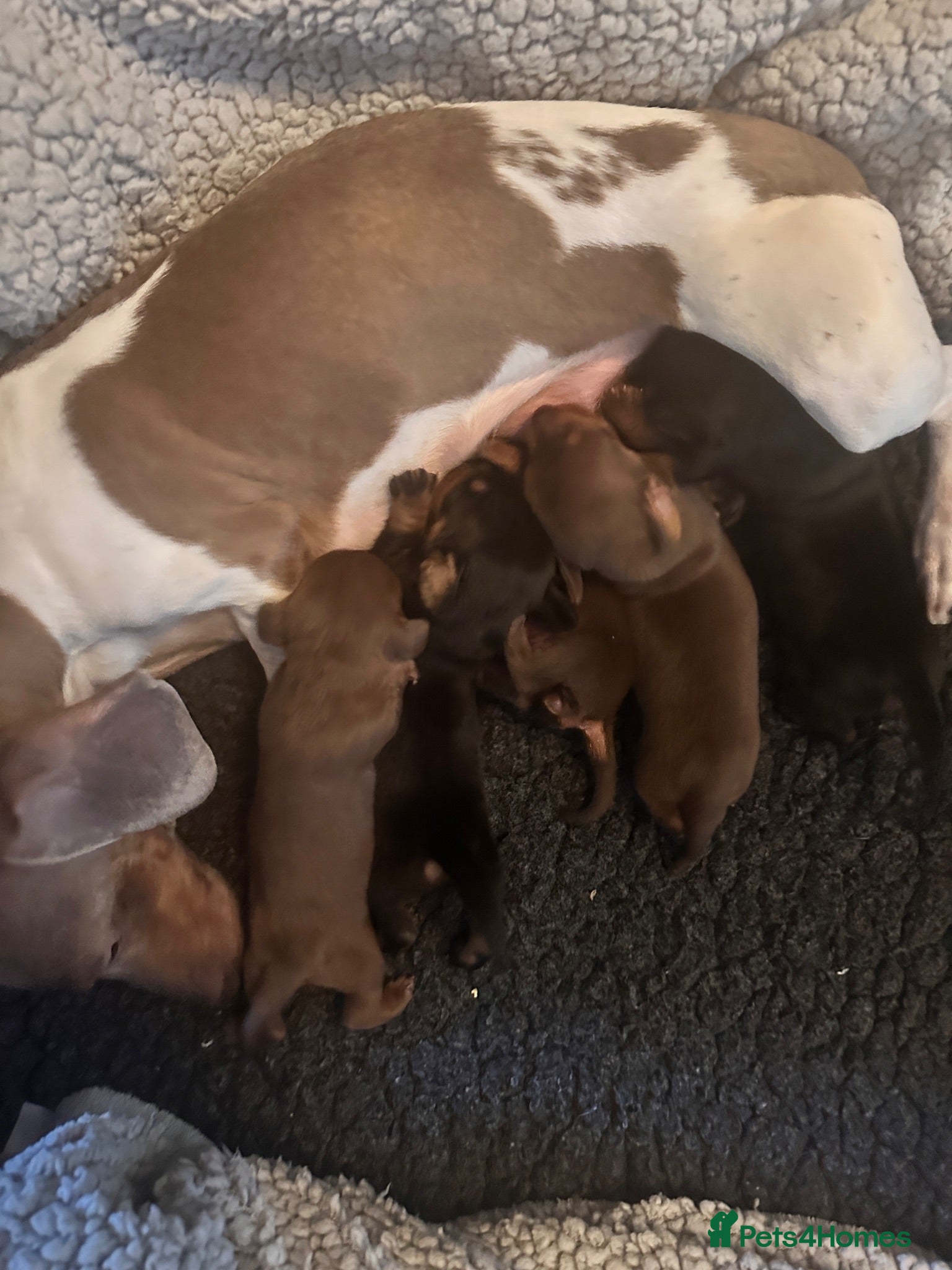 Miniature Dachshund dogs 🐾exceptional KC REGISTERED PRA clear  - Advert 1