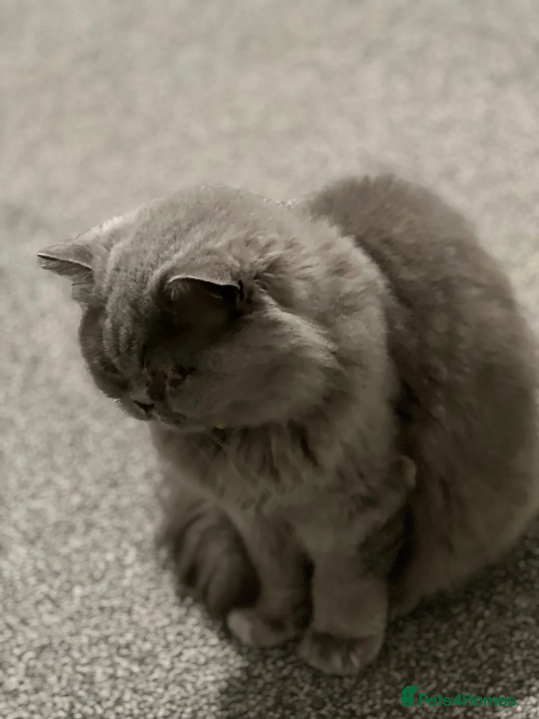 British Longhair cats for sale: BLH Female Cat looking for rehome forever - Advert 6