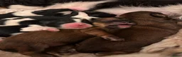 Mixed Breed dogs for sale: Shihpoo - Advert 28