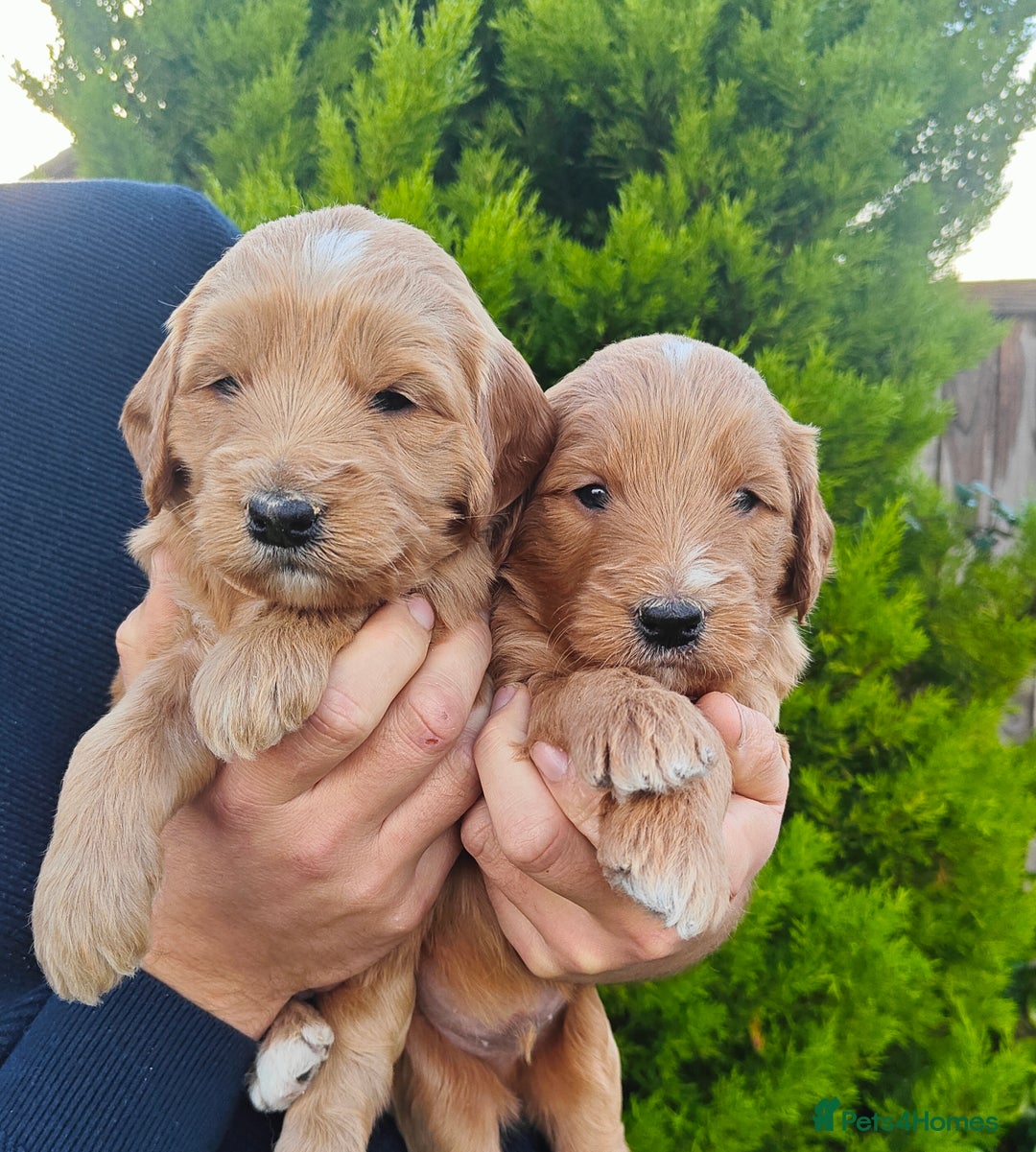 Mini Goldendoodle dogs for sale: *REDUCED* Adorable Red & Apricot Goldendoodles - Advert 23