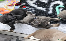 Frug dogs for sale: Beautiful Frug Babies 😍 - Image 26