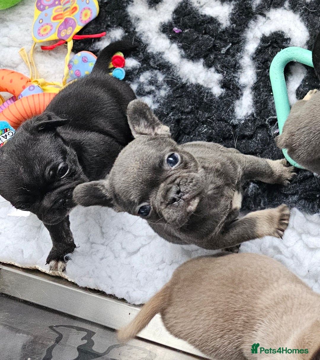 Frug dogs for sale: Beautiful Frug Babies 😍 - Image 26