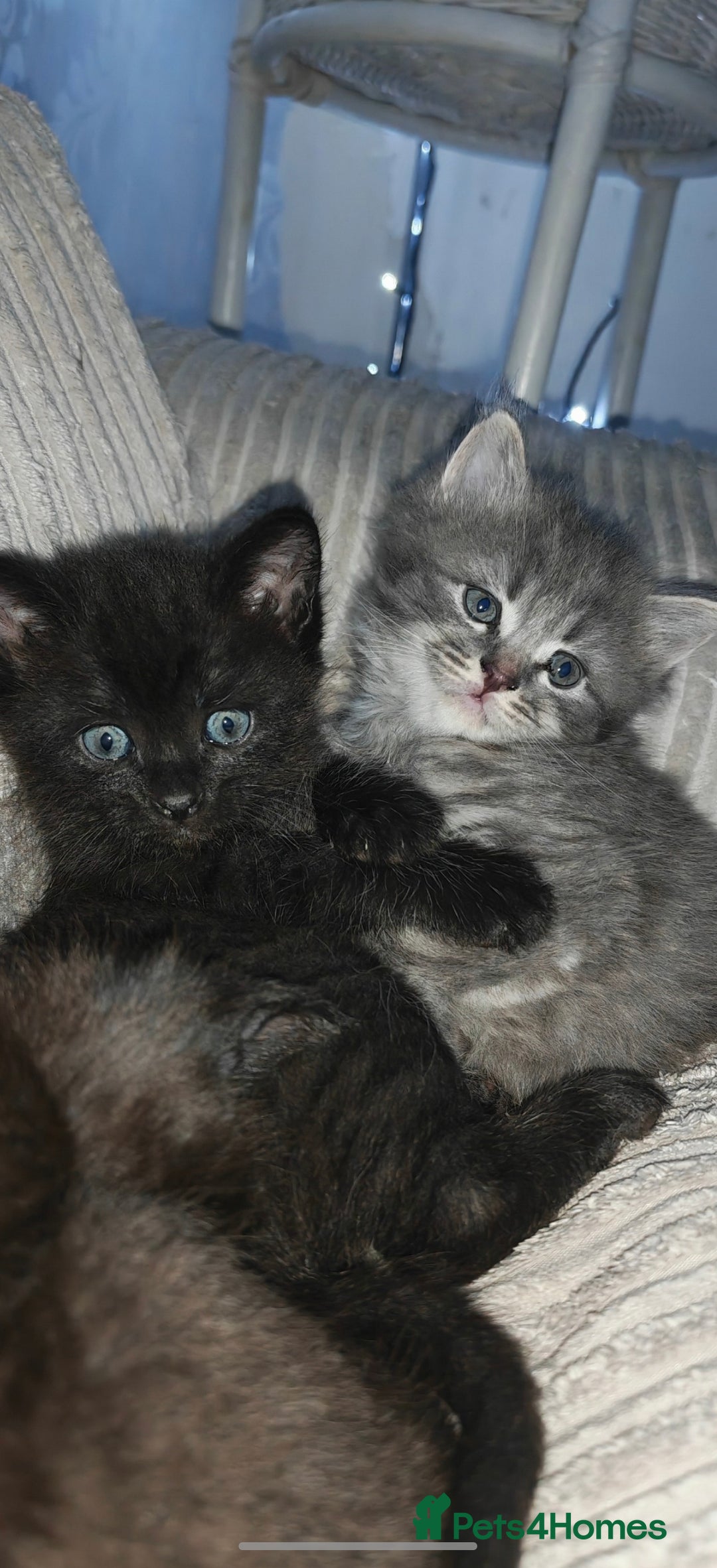 Russian Blue cats for sale: Russian blue male kittens - Advert 7