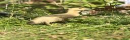 Ducks poultry for sale: Indian runner ducklings  - Advert 8