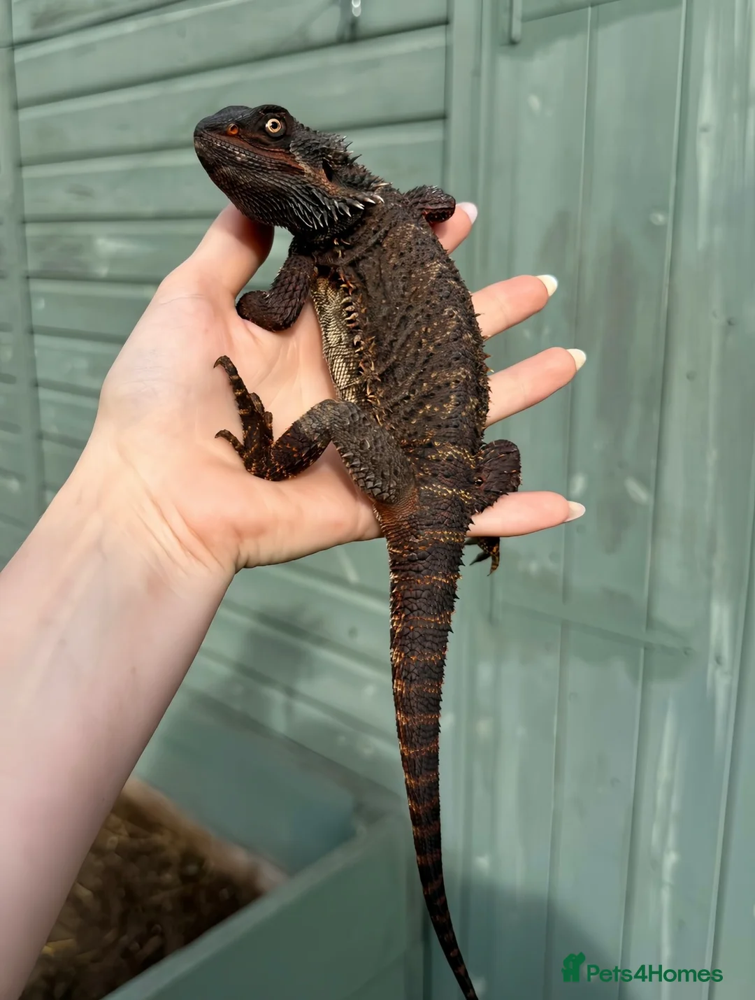 Bearded Dragon reptiles for sale: 100% Baby Red Monster Bearded Dragons - Advert 5