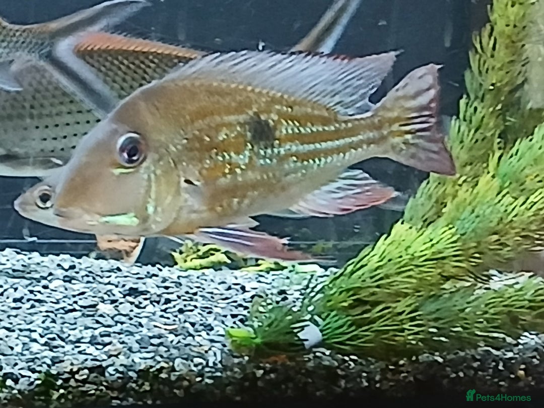 Other/Mixed Breed fish for sale: Gio tropical fish  - Image 3