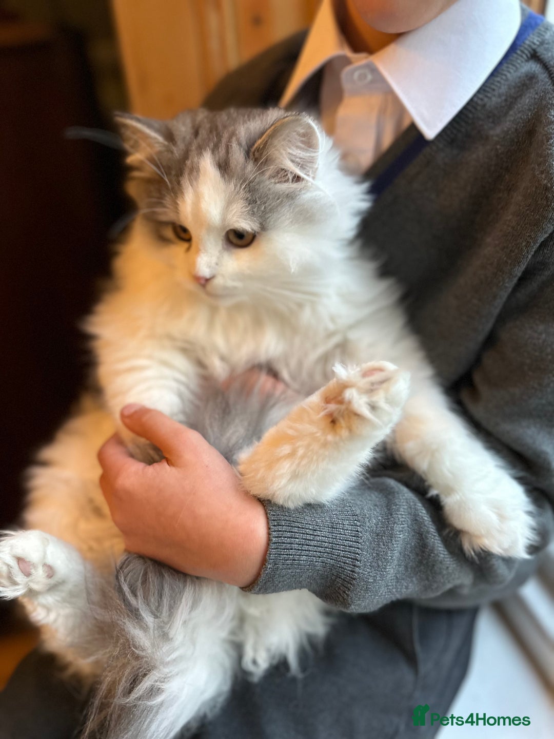 Siberian cats for sale: 2 Pedigree Siberian kittens hypoallergenic - ready - Advert 3