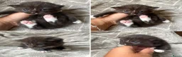 Mixed Breed cats for sale: Silver Tabby Exotic Kittens For Sale - Advert 16