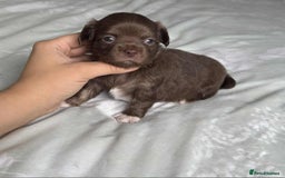 Chihuahua dogs for sale: Chocolate Girl, Blue Boy Longhair Chihuahua  - Image 10