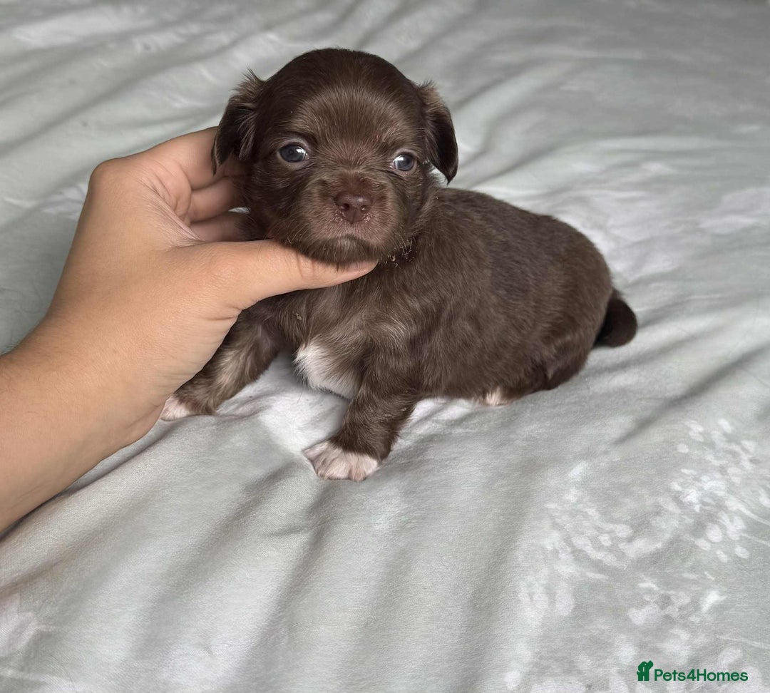 Chihuahua dogs for sale: Chocolate Girl, Blue Boy Longhair Chihuahua  - Image 10