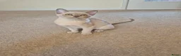 Burmese cats for sale: Gorgeous Pedigree Burmese Kittens - Advert 13