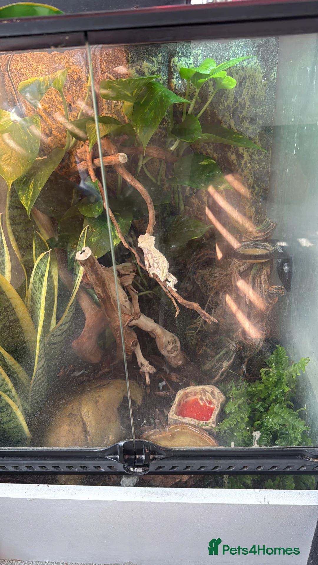 Gecko reptiles for sale: Lilly white crested gecko  in Ilford - Advert 2
