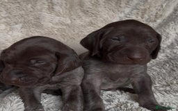 German Shorthaired Pointer dogs for sale: German Shorthaired Pointer Puppies - Leeds - Advert 3