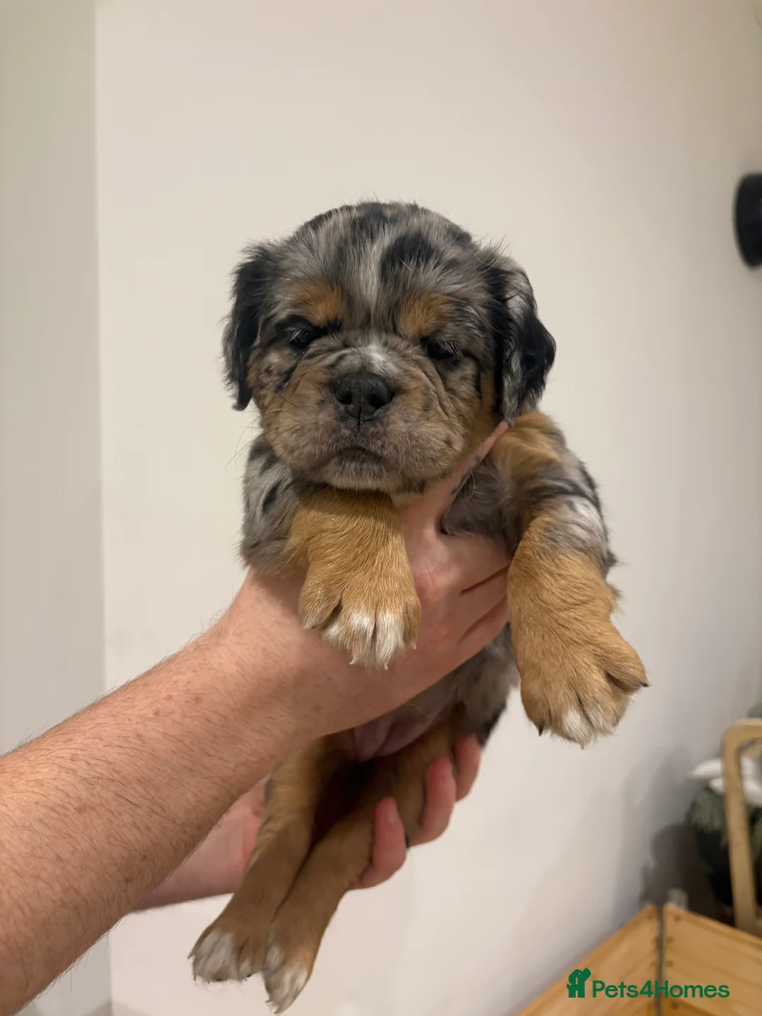 Olde English Bulldogge dogs for sale: Olde english ‘mammut’ bulldog  - Advert 9