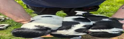 English Springer Spaniel dogs for sale: 7 working English springer spaniel pups.  - Advert 6