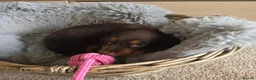 Cocker Spaniel dogs for sale: Beautiful Working Type Cocker Spaniel Puppies - Advert 12